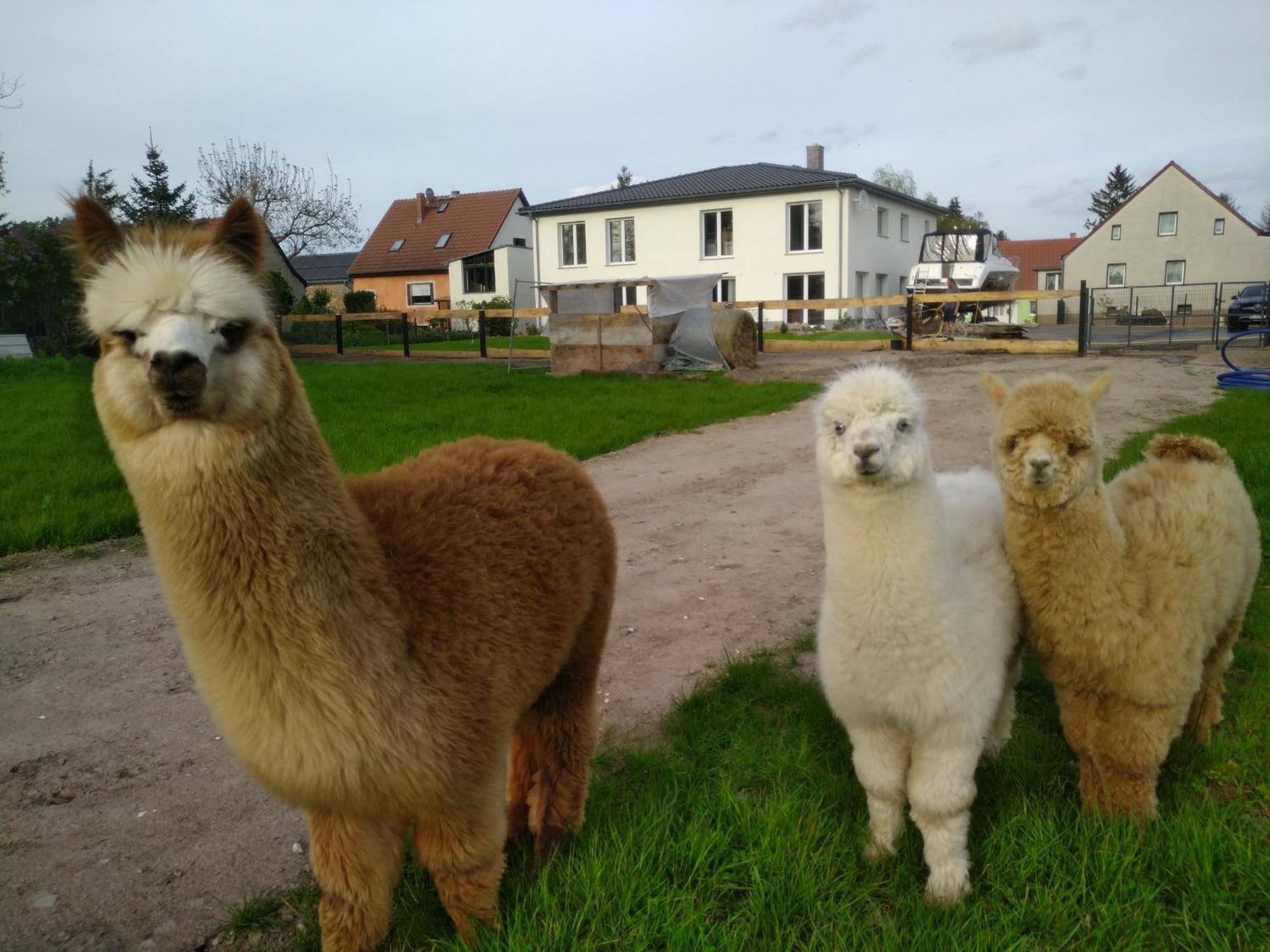 Ferienwohnung Beetzseeheide Ketzür Exterior foto